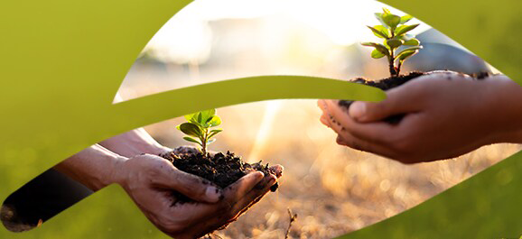 Sustainability Sustainability