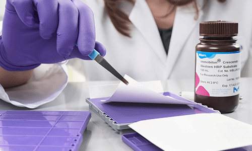 38915_M3294_190605_042_500x300 38915_M3294_190605_042_500x300