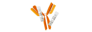 15488_banners_primary_antibodies Antibodies